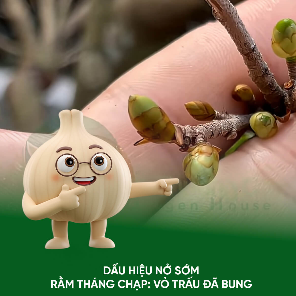 Dấu hiệu nhận biết nụ Mai nở sớm và Cách Cứu