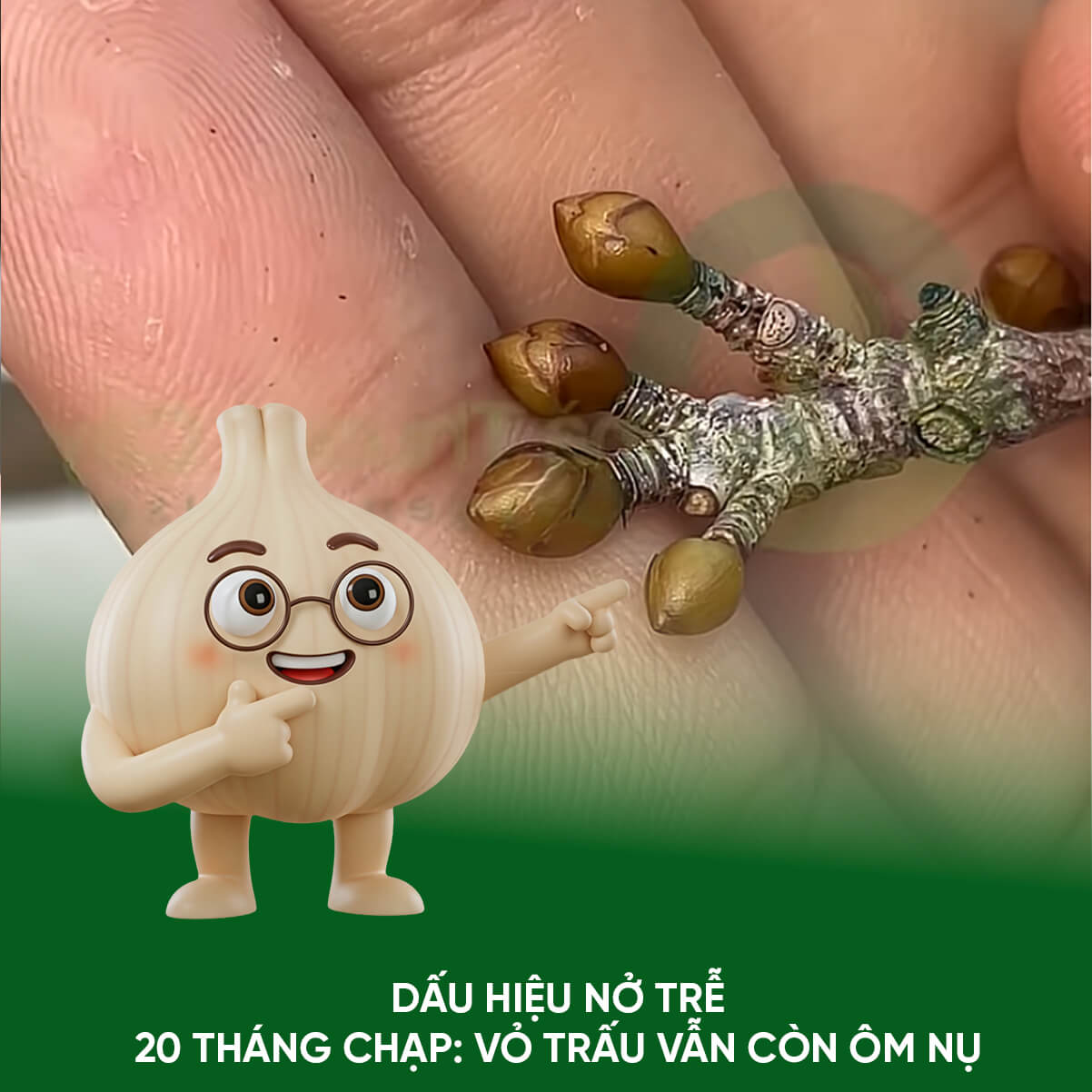 Dấu hiệu nhận biết nụ Mai nở trễ và Cách Cứu