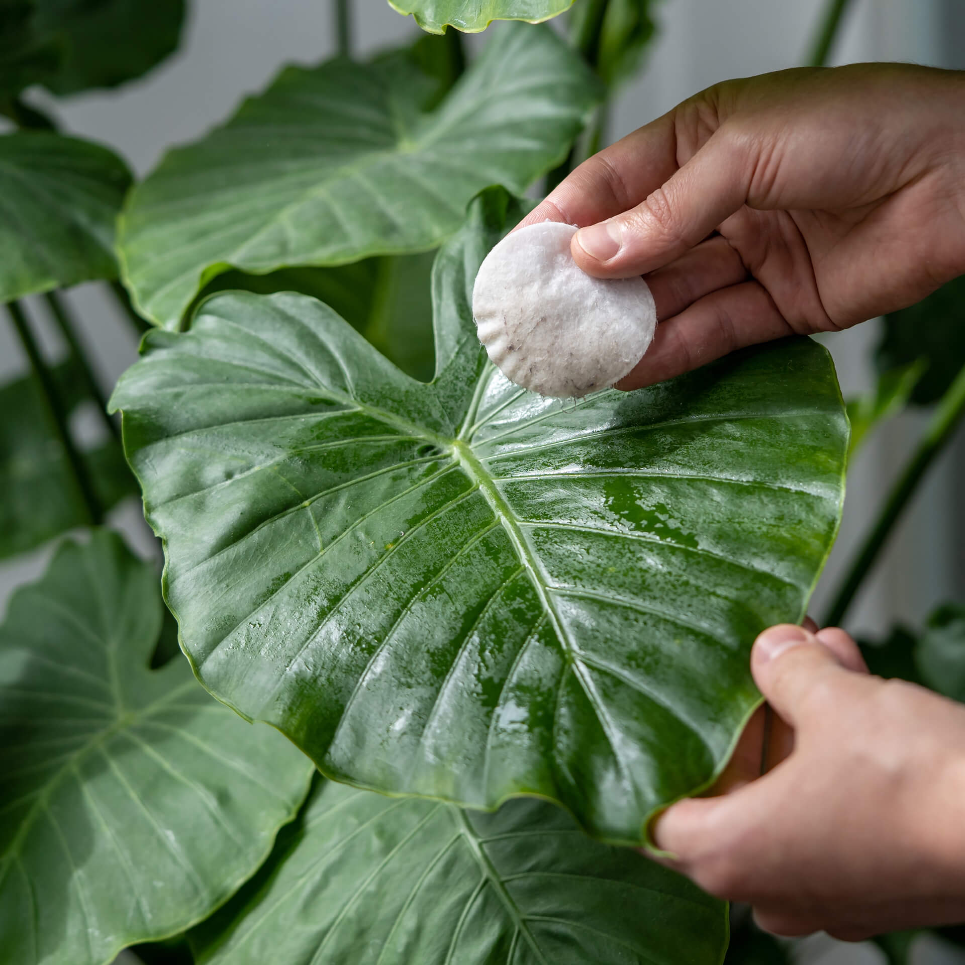 lau lá cây kiểng trong nhà