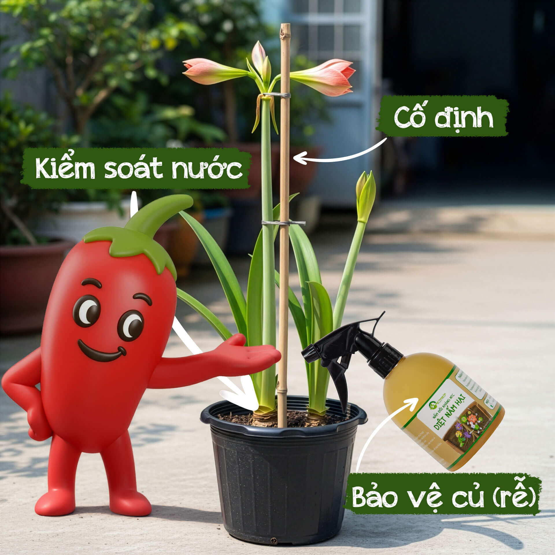 Cách cứu cây huệ Tây không bị gục, gãy cuống bông