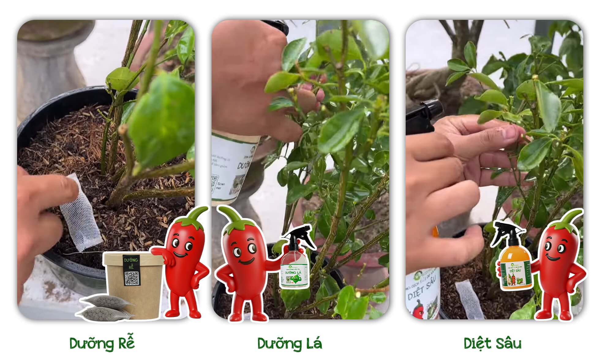 các bước trồng cây tắc đúng cách để cây sống khỏe