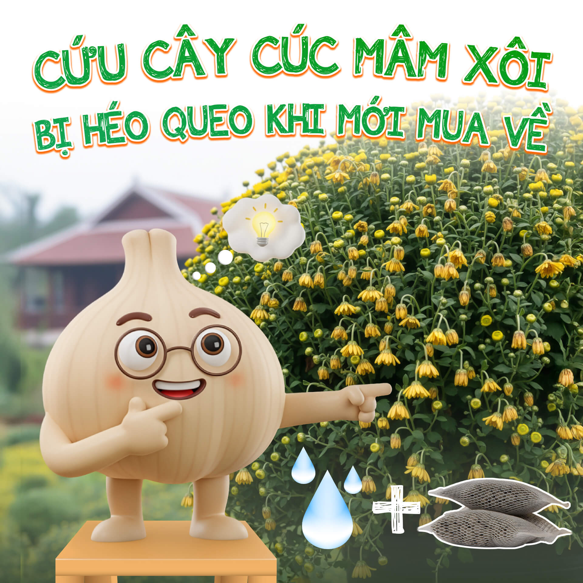 Cứu cây Cúc Mâm Xôi bị héo queo khi mới mua về