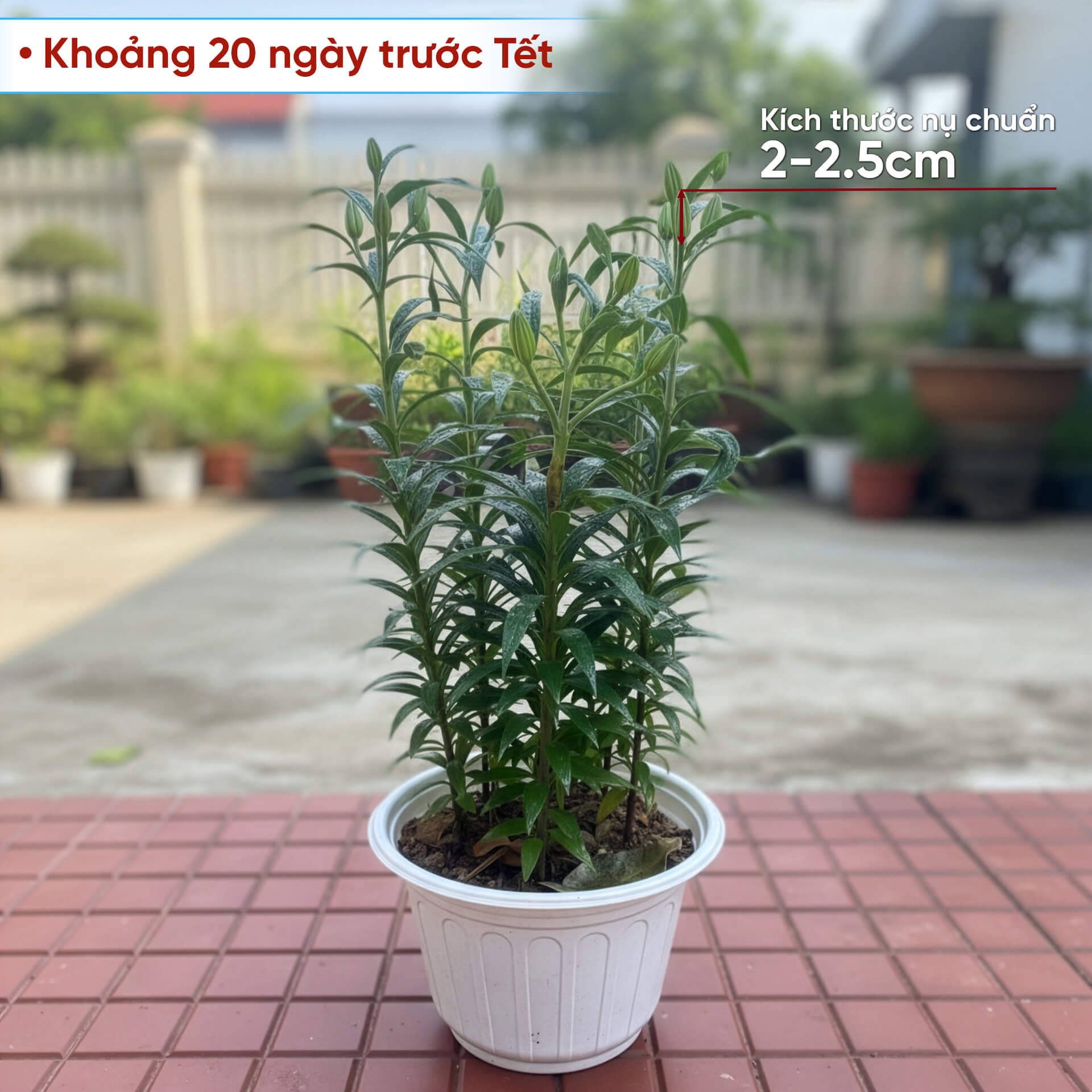 Kích thước nụ hoa ly chuẩn