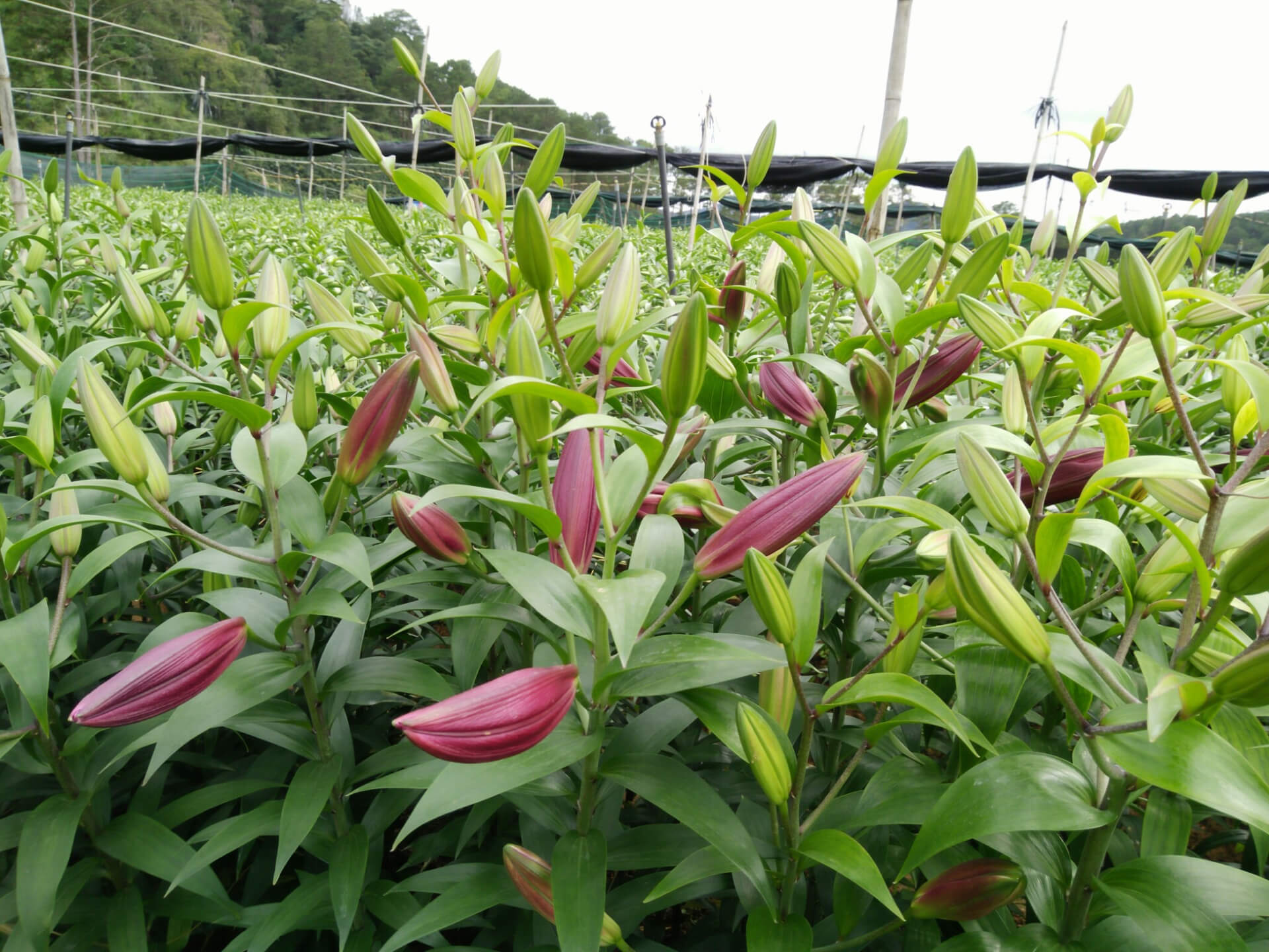 Nụ hoa ly lên màu thì sau bao nhiêu ngày sẽ nở