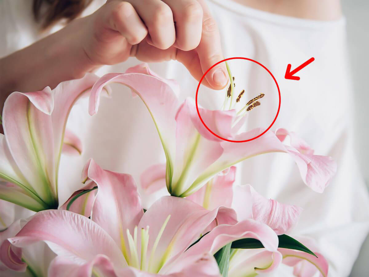 Kỹ thuật ngắt bao phấn khi chưng hoa ly