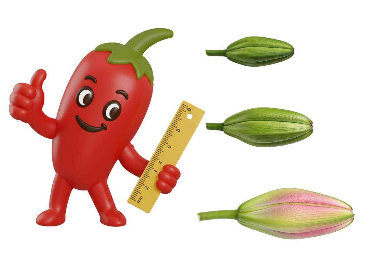 Kiểm tra nụ hoa ly xem có nở đúng tết không