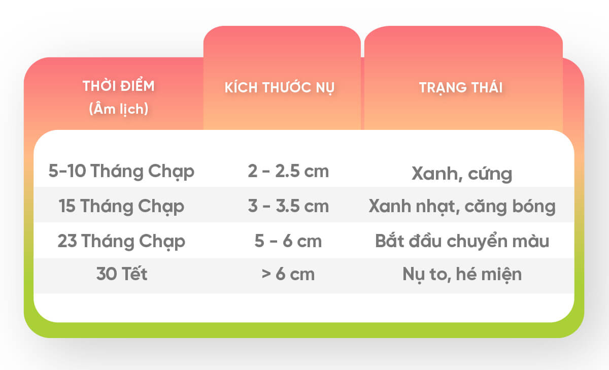 Kích thước nụ hoa ly và trạng thái chuẩn theo từng giai đoạn