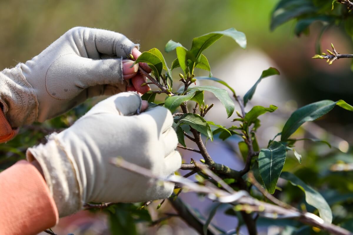 thời điểm nên tỉa cây đón tết