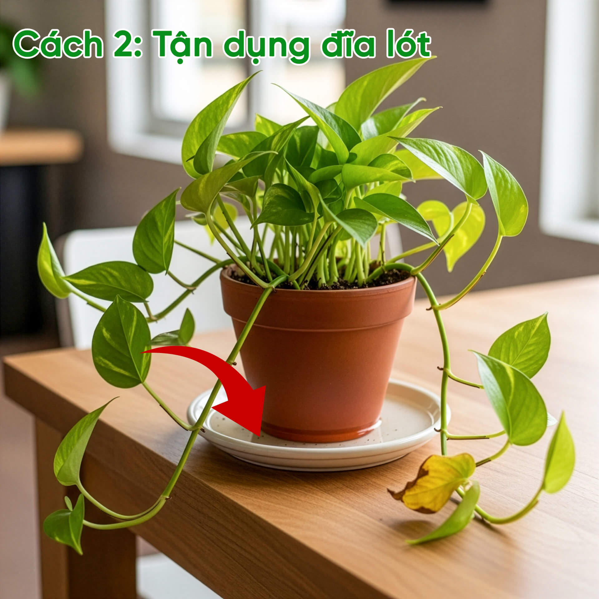 tận dụng đĩa lót chậu để trữ nước cho cây trong nhà