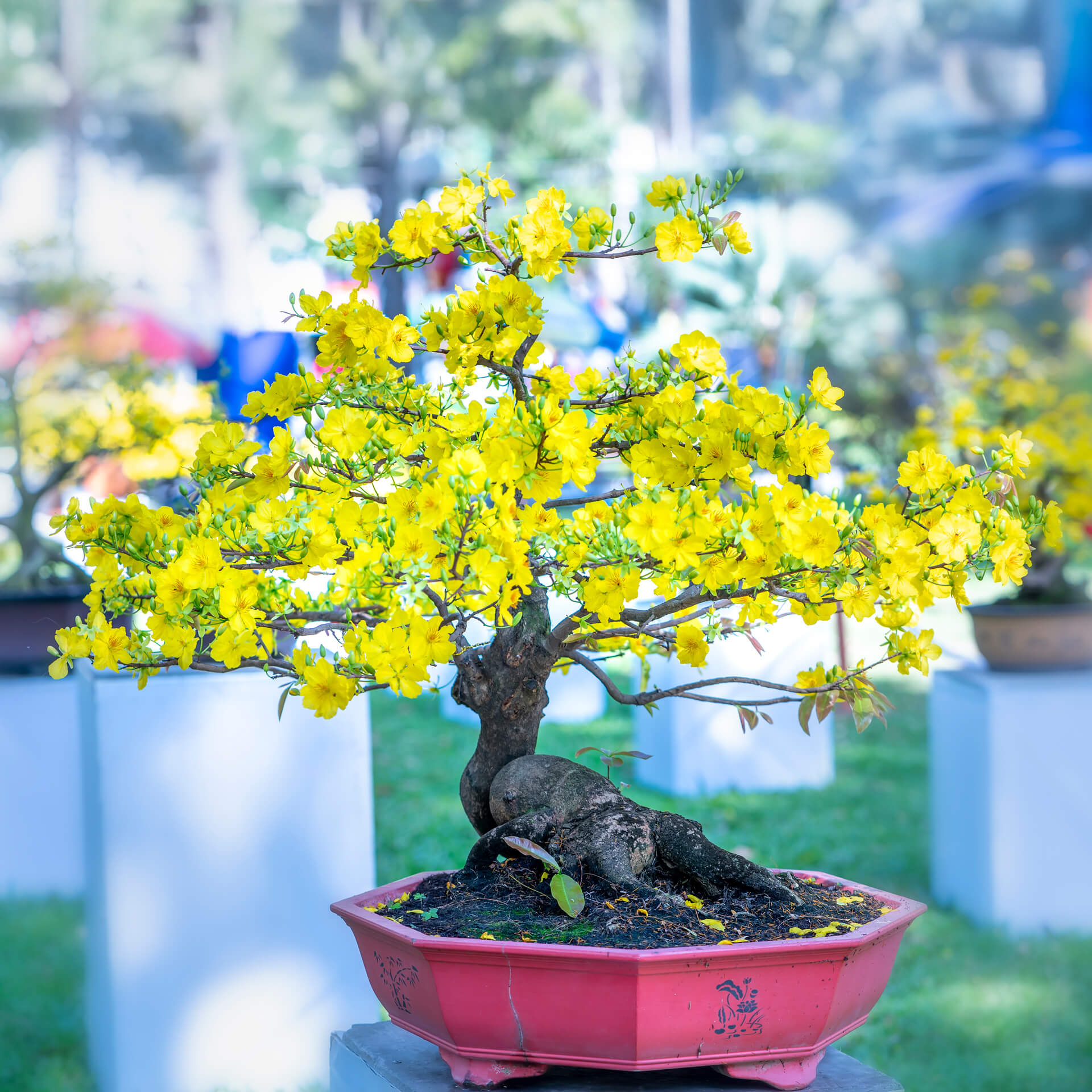 bông mai vàng ý nghĩa ngày tết