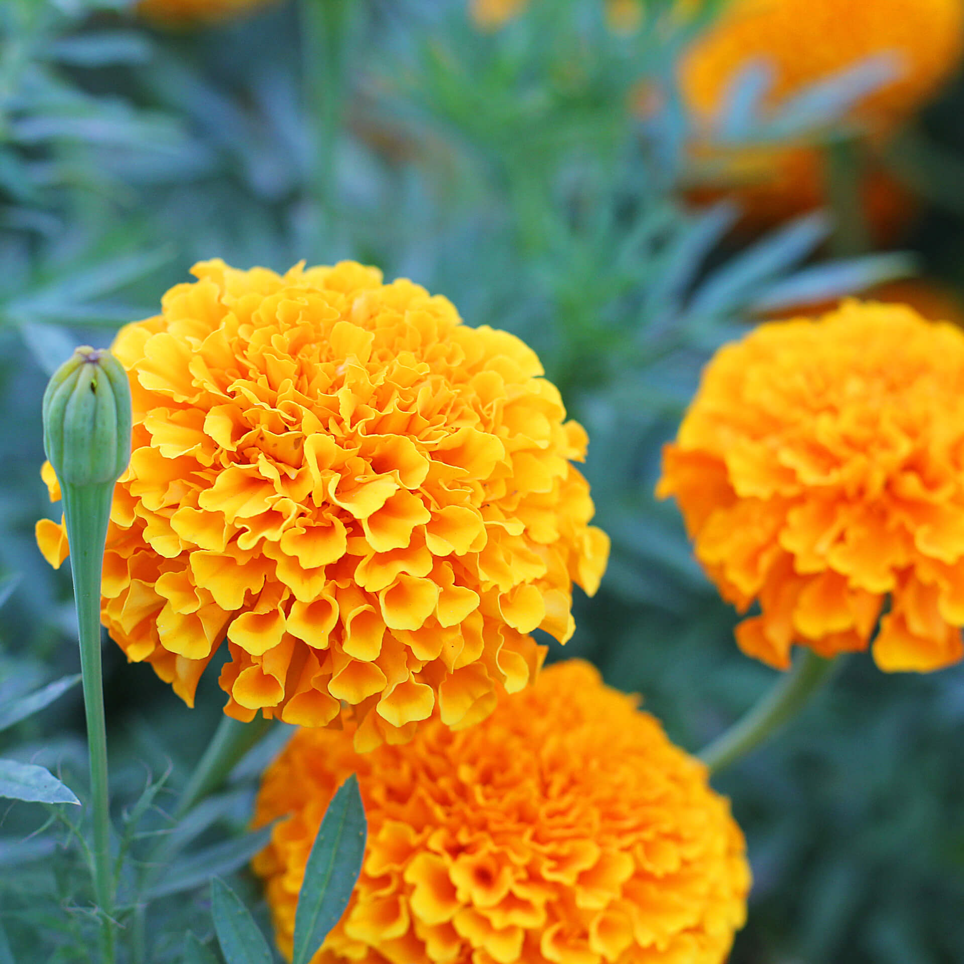 hoa vạn thọ chưng tết