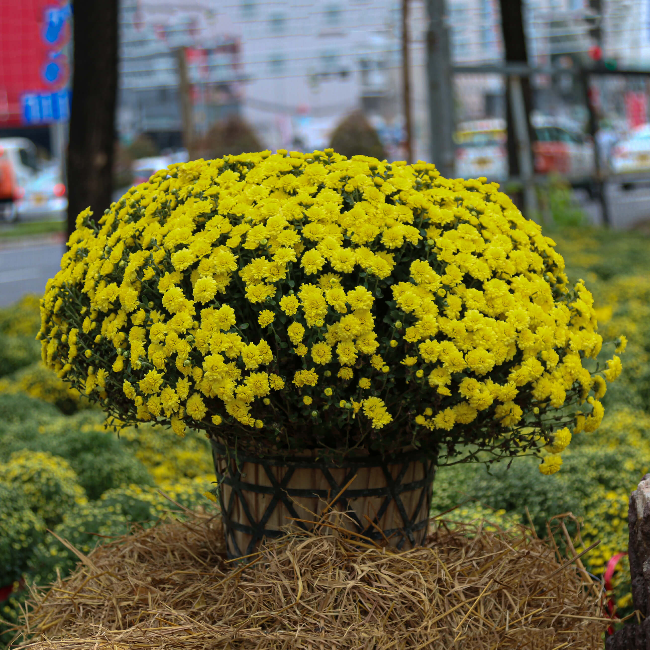 cúc mâm xôi trưng tết