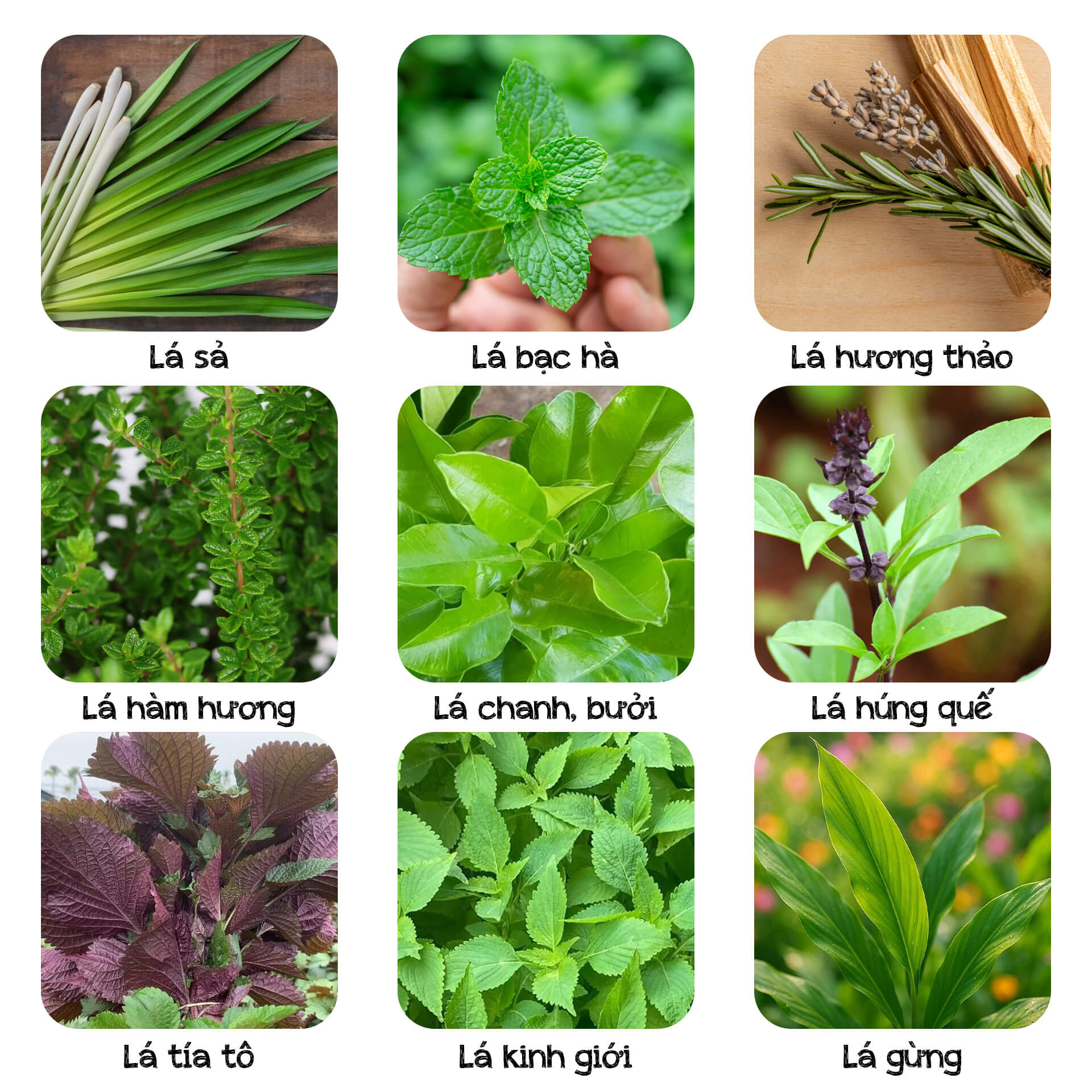 Những gương mặt vàng trong làng giải cảm