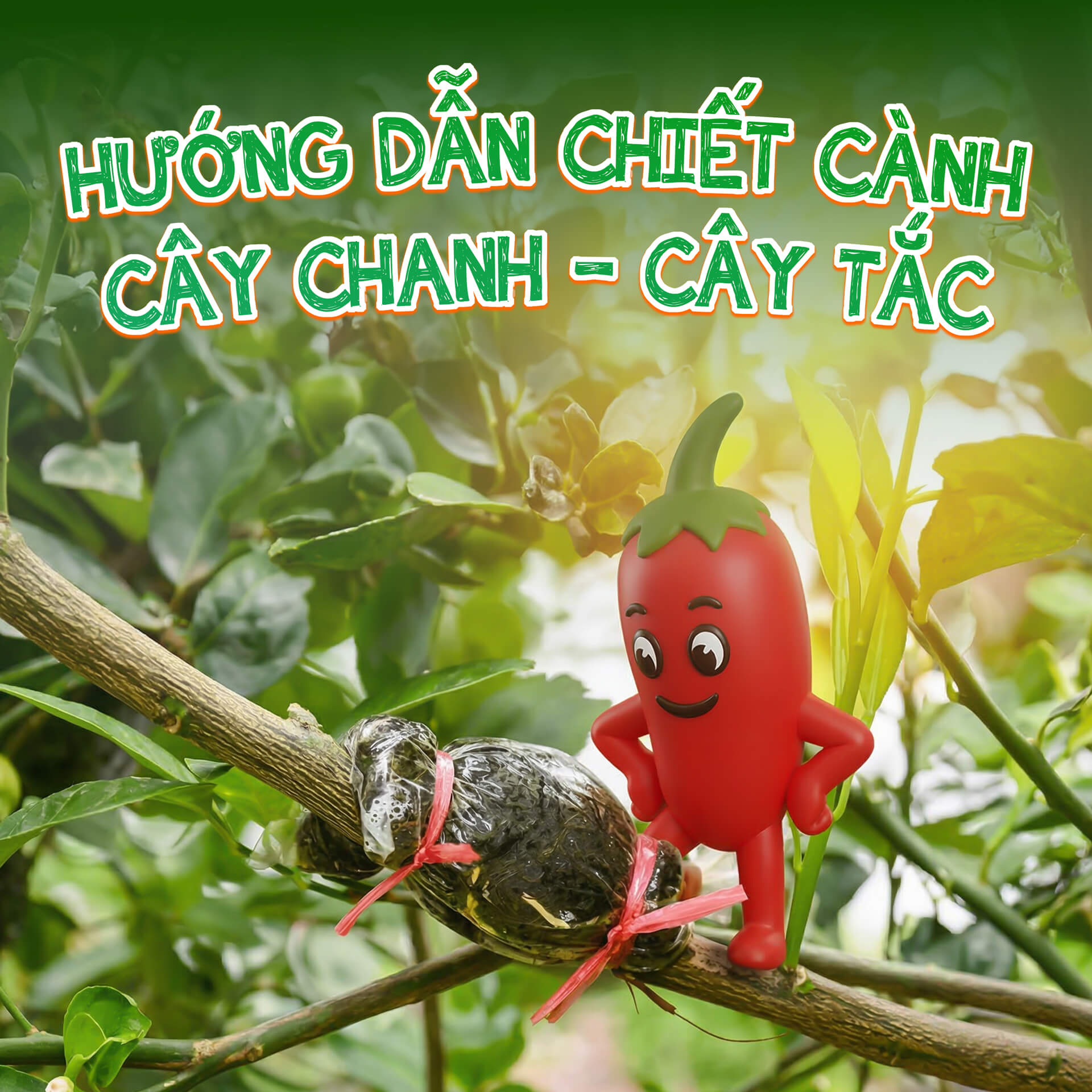 hướng dẫn chiết cành chanh tắc đảm bảo sống 100%