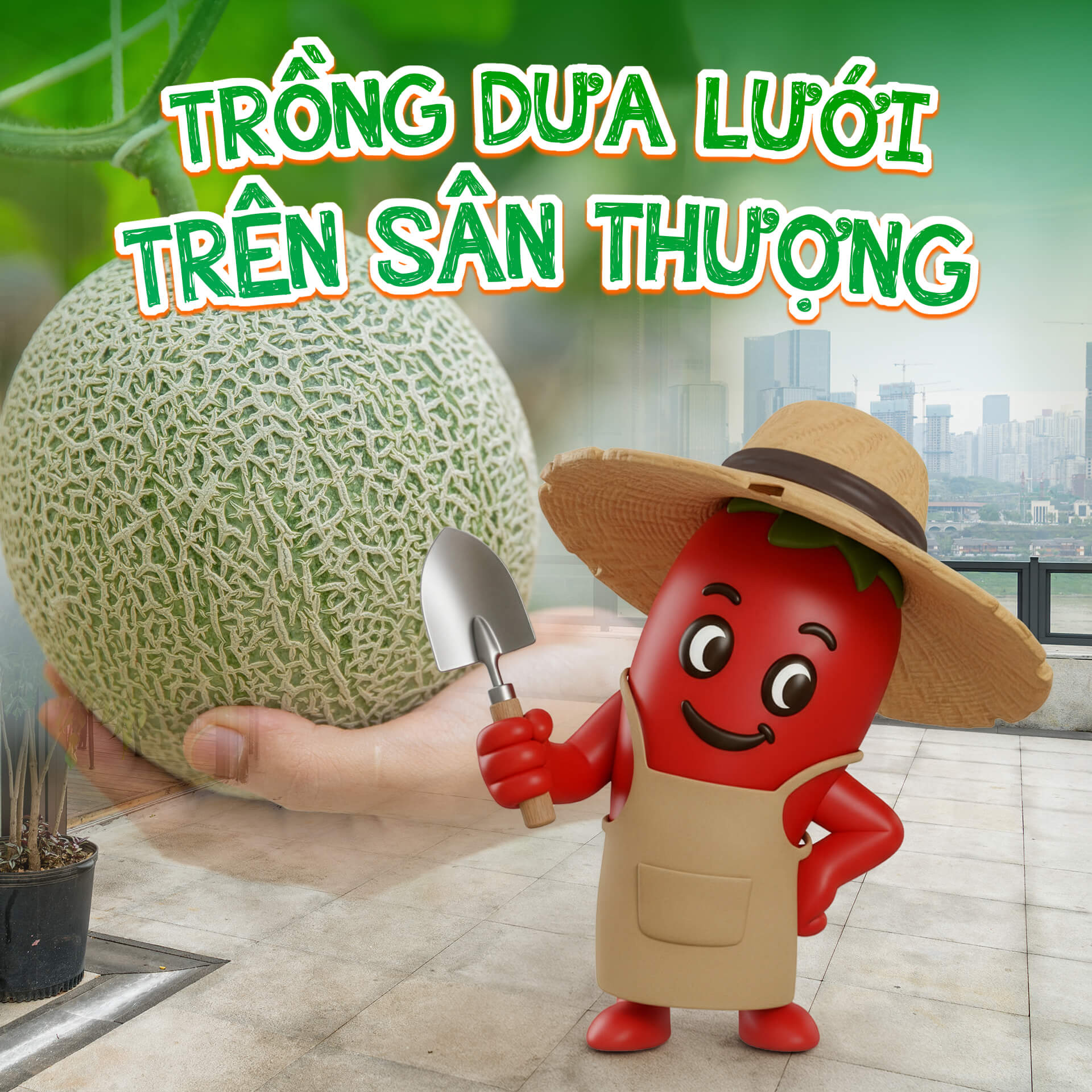 Hướng dẫn trồng dưa lưới trên sân thượng