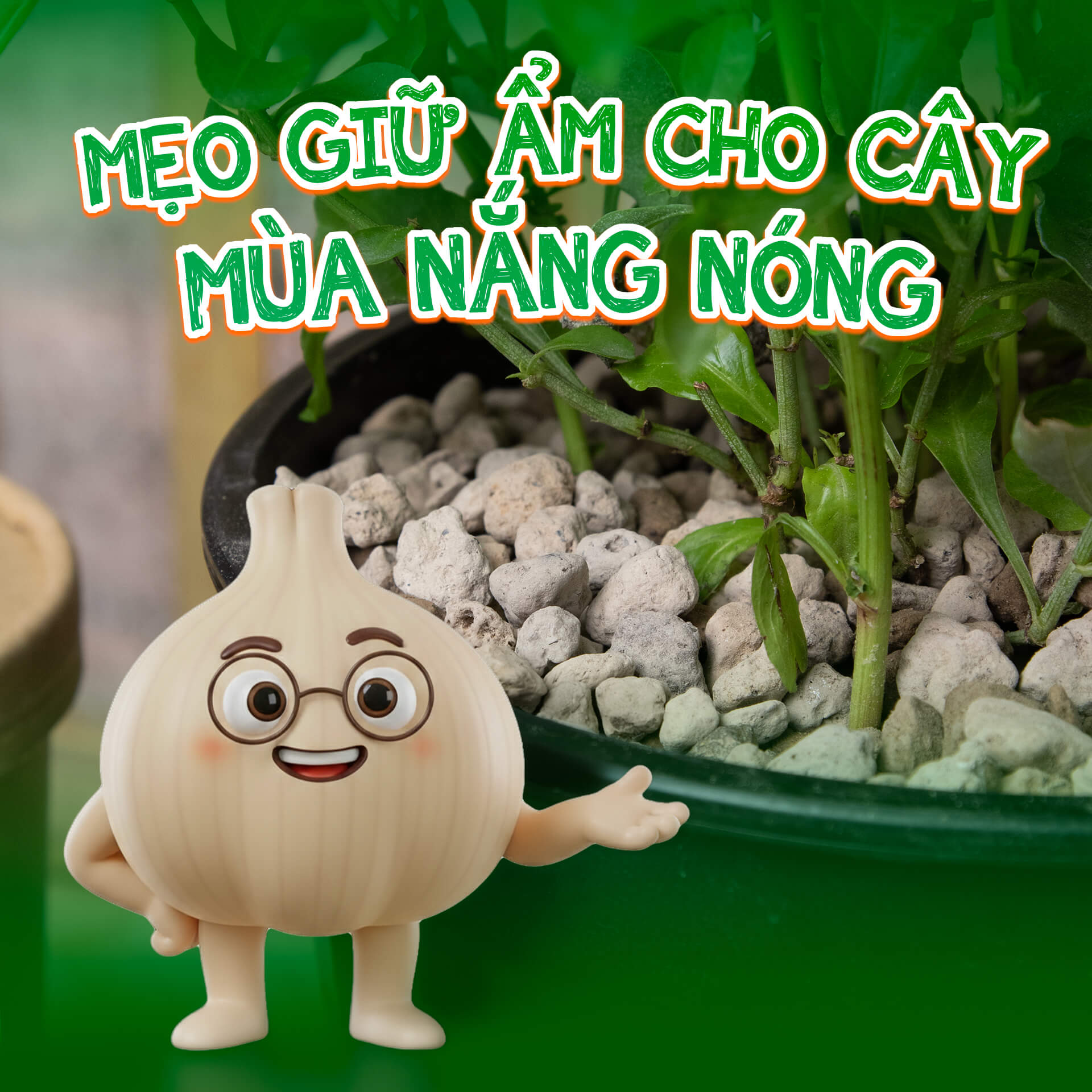 mẹo giữ ẩm cho cây mùa nắng nóng